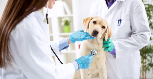 Veterinary Practice Software