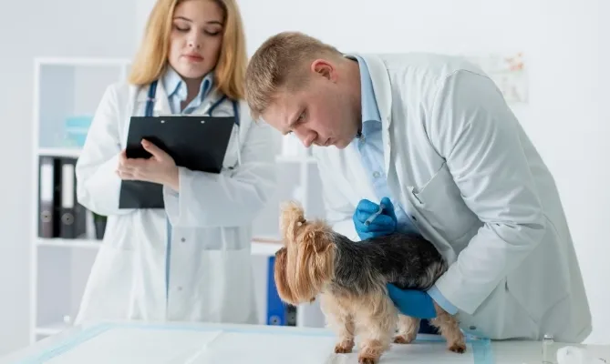 Veterinary